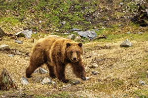 Images Dated 23rd June 2023: USA, Alaska, Sitka, Fortress of the Bear