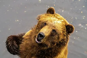 Images Dated 23rd June 2023: USA, Alaska, Sitka, Fortress of the Bear