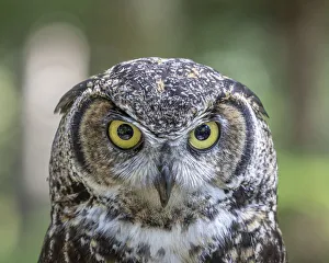 USA, Alaska, Sitka. Great horned owl at Alaska Raptor Center