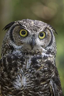 Images Dated 7th April 2020: USA, Alaska, Sitka. Great horned owl at Alaska Raptor Center