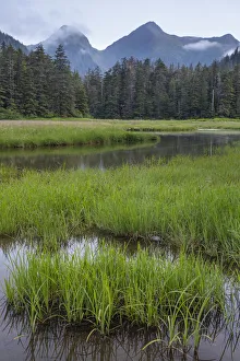 High Tide Prints: USA, Alaska, Sitka. Meadow at high tide in Tongass National Forest