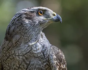 Captivity Prints: USA, Alaska, Sitka. Northern goshawk captive at Alaska Raptor Center Credit as