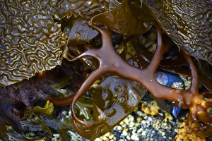 South East Prints: USA, Alaska, Sitka, seaweed detail on beach