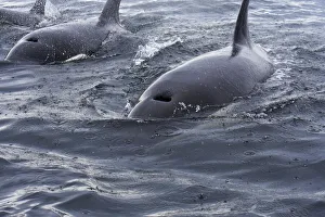 South East Prints: USA, Alaska, Sitka, Sitka Sound killer whales playing in water