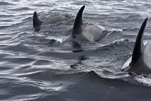 Images Dated 18th August 2020: USA, Alaska, Sitka, Sitka Sound killer whales playing in water