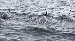 Images Dated 18th August 2020: USA, Alaska, Sitka, Sitka Sound killer whales playing in water