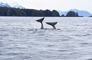 Images Dated 18th August 2020: USA, Alaska, Sitka, Sitka Sound killer whales playing in water