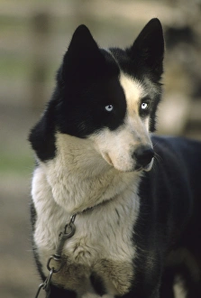 Images Dated 12th December 2012: USA, Alaska, Sled Dog, Dog Sledding, Denali National Park
