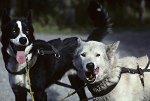 USA, Alaska, Sled Dogs, Dog Sledding, Denali National Park