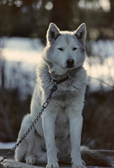 Images Dated 12th December 2012: USA, Alaska, Sled Dogs, Dog Sledding, Denali National Park