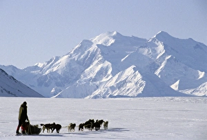 Images Dated 12th December 2012: USA, Alaska, Sled Dogs, Park Ranger, Mount McKinley, Denali National Park