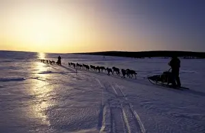 Pack Prints: USA, Alaska. Sledders racing along Iditarod trail towrds Elim