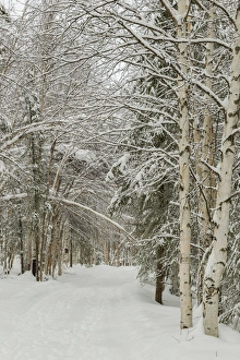 Spruce Prints: USA, Alaska. Snow-covered birch and spruce forest