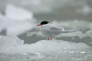 Images Dated 10th July 2007: USA, Alaska, South Sawyer - Fords Terror Wilderness, Arctic Tern (Sterna paradisaea)
