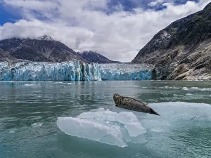 Images Dated 8th October 2018: USA, Alaska, South Sawyer - Fords Terror Wilderness, Aerial view of Harbor Seal resting