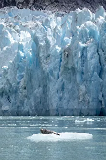 Images Dated 8th October 2018: USA, Alaska, South Sawyer - Fords Terror Wilderness, Harbor Seal resting on iceberg