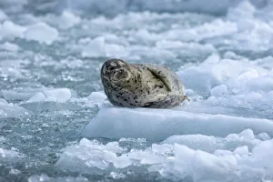 Images Dated 8th October 2018: USA, Alaska, South Sawyer - Fords Terror Wilderness, Harbor Seal resting on icebergs