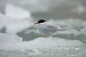 Rainy Prints: USA, Alaska, South Sawyer - Fords Terror Wilderness, Arctic Tern (Sterna paradisaea)