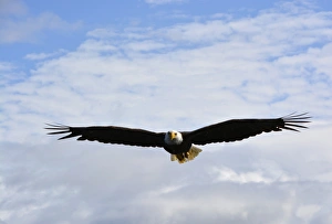 Images Dated 20th August 2015: USA, Alaska, Southeast, Ketchikan, Bald Eagle