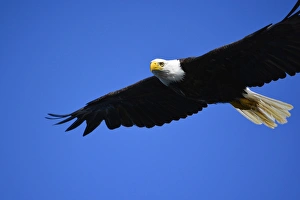 Ketchikan Prints: USA, Alaska, Southeast, Ketchikan, Bald Eagle