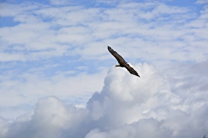 Images Dated 20th August 2015: USA, Alaska, Southeast, Ketchikan, Bald Eagle