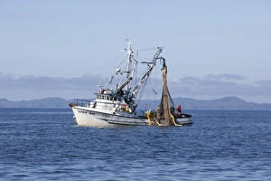 USA, Alaska, Southeast near Ketchikan, seine boats salmon fishing