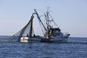 Images Dated 21st August 2010: USA, Alaska, Southeast near Ketchikan, seine boats salmon fishing
