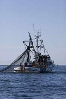 USA, Alaska, Southeast near Ketchikan, seine boats salmon fishing