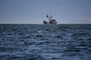 Ketchikan Prints: USA, Alaska, Southeast north of Ketchikan, seine fishing boat