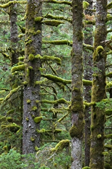 Images Dated 1st October 2004: USA-ALASKA-SOUTHWEST-KODIAK ISLAND-Kodiak: Pacifc Fir Trees & Moss