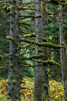 Images Dated 1st October 2004: USA-ALASKA-SOUTHWEST-KODIAK ISLAND-Kodiak: Pacifc Fir Trees & Moss