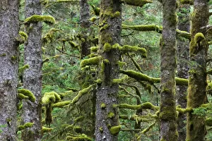 Images Dated 1st October 2004: USA-ALASKA-SOUTHWEST-KODIAK ISLAND-Kodiak: Pacifc Fir Trees & Moss