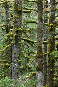USA-ALASKA-SOUTHWEST-KODIAK ISLAND-Kodiak: Pacifc Fir Trees & Moss