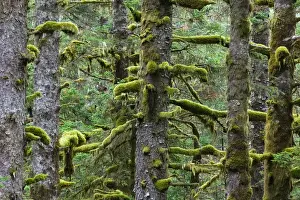 USA-ALASKA-SOUTHWEST-KODIAK ISLAND-Kodiak: Pacifc Fir Trees & Moss