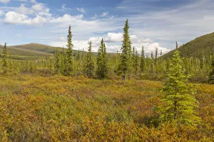 Tundra Prints: USA, Alaska, Steese Highway. Subalpine tundra landscape