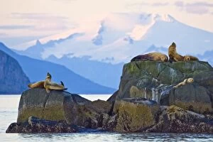 USA. Alaska. A Steller sea lion bull and harem perch on a rock in Kinak Bay, Katmai NP