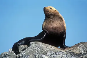 Rest Prints: USA, Alaska, Steller Sea Lion bull rests on rocks at (Eumetopias jubatus) haulout