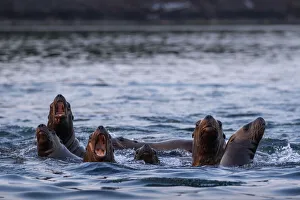 USA, Alaska, Steller Sea Lions (Eumetopias jubatus) gather at edge of haul out along USA, Alaska, Steller Sea Lions (Eumetopias jubatus) gather at edge of haul out along
