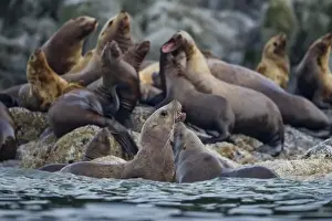 Haul Out Prints: USA, Alaska, Stellers Sea Lions (Eumetopias jubatus) sparring in shallows along
