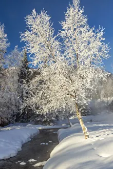 Rime Prints: USA, Alaska. Stream and frosted trees in winter
