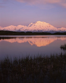 Images Dated 29th December 2011: USA, Alaska, Sunset, Tundra Pond, Reflection, Mount McKinley, Denali National Park