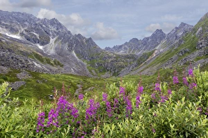 Talkeetna Mountains Prints: USA, Alaska, Talkeetna Mountains. Mountain landscape with fireweed flowers. Credit as