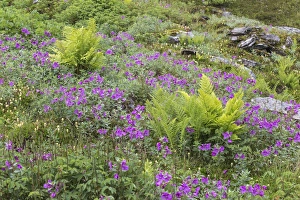 USA, Alaska, Talkeetna Mountains. Scenic with ferns and river beauty flowers. Credit as