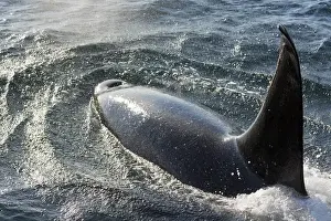 Images Dated 26th July 2012: USA, Alaska, Tenakee Springs. Orca or killer whale diving on ocean surface. Credit as