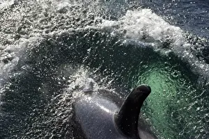 Orca Prints: USA, Alaska, Tenakee Springs. Orca or killer whale diving on ocean surface. Credit as