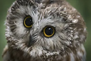 Images Dated 2022: Usa, Alaska. This tiny saw-whet owl is a permanent resident of the Alaska Raptor Center because of injuries that make