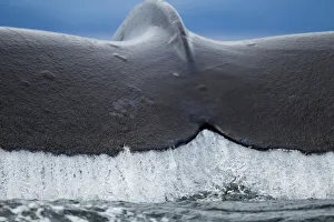 Images Dated 15th July 2010: USA, Alaska, Tongass National Forest, Close-up of water pouring from Humpback Whale