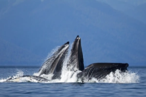 Images Dated 28th July 2010: USA, Alaska, Tongass National Forest, Humpback Whales (Megaptera novaengliae) lunge
