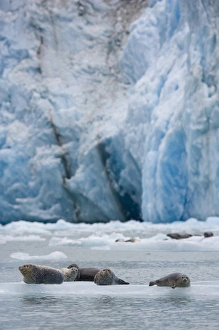 Images Dated 9th July 2007: USA, Alaska, Tongass National Forest, Harbor Seals (Phoca vitulina) gathered on iceberg