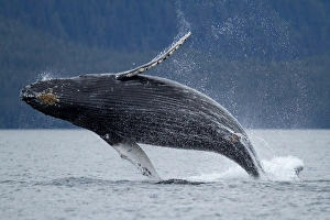 Images Dated 13th July 2010: USA, Alaska, Tongass National Forest, Young Humpback Whale (Megaptera novaengliae)
